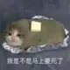 impirewow的头像-天机阁