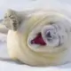 菌乐宝