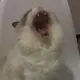 yakaiii