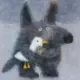 rezzxd