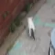 moekame