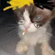ggggggggg的头像-投影工坊