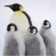 lqj49