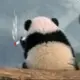 ***白菜