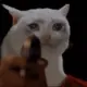 zyq