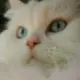 saligia