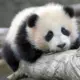 头像-方舟游戏