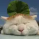 sy