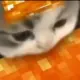 some cat food的头像-投影工坊