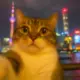 111111111111T的头像-投影工坊
