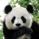 兰斯王