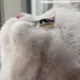 miaoaowu