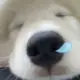 ccy