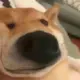 biscuit