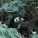 嘻嘻瞎子