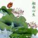 质朴