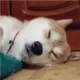 歪歪歪佛
