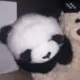 131313YINGZI的头像-投影工坊