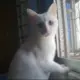 猫咪呀