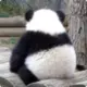 hnfsy