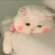 齐齐