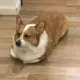 jiming