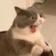 崽崽