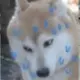 xiaonizi