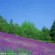 究极