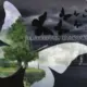 hei hei