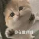 i492868的头像-天机阁