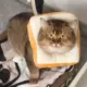 诺诺