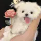chen960328的头像-木叔脚本