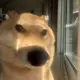 wherecccc的头像-投影工坊