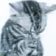 catinsnow