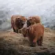 默歌