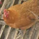 penghaozhuo的头像-投影工坊