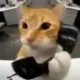 猫王的头像-投影工坊