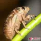 云在天涯