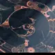 我想养只小浣熊