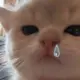 Ginggggg的头像-投影工坊