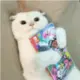 NekrosLt的头像-投影工坊