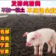 LL2231的头像-投影工坊