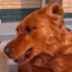 vovwhijg