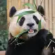 Donna的头像-投影工坊