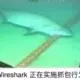 zhoup的头像-投影工坊