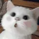 7034