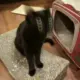 刺客猫猫头的头像-投影工坊
