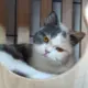 tsaolt1ng
