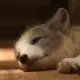 dodpaper